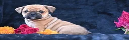 Mixed Breed dogs for sale: Princess - Ad 6