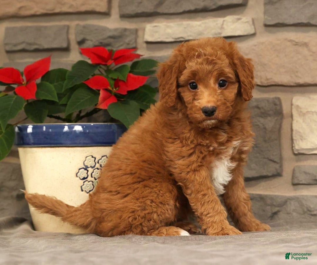 Mini Goldendoodle dogs for sale: Ember - Ad 1