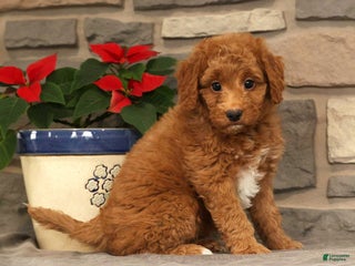 Mini Goldendoodle dogs Ember - Ad 18