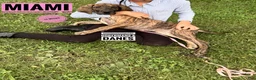 Great Dane dogs for sale: Miami - Ad 11