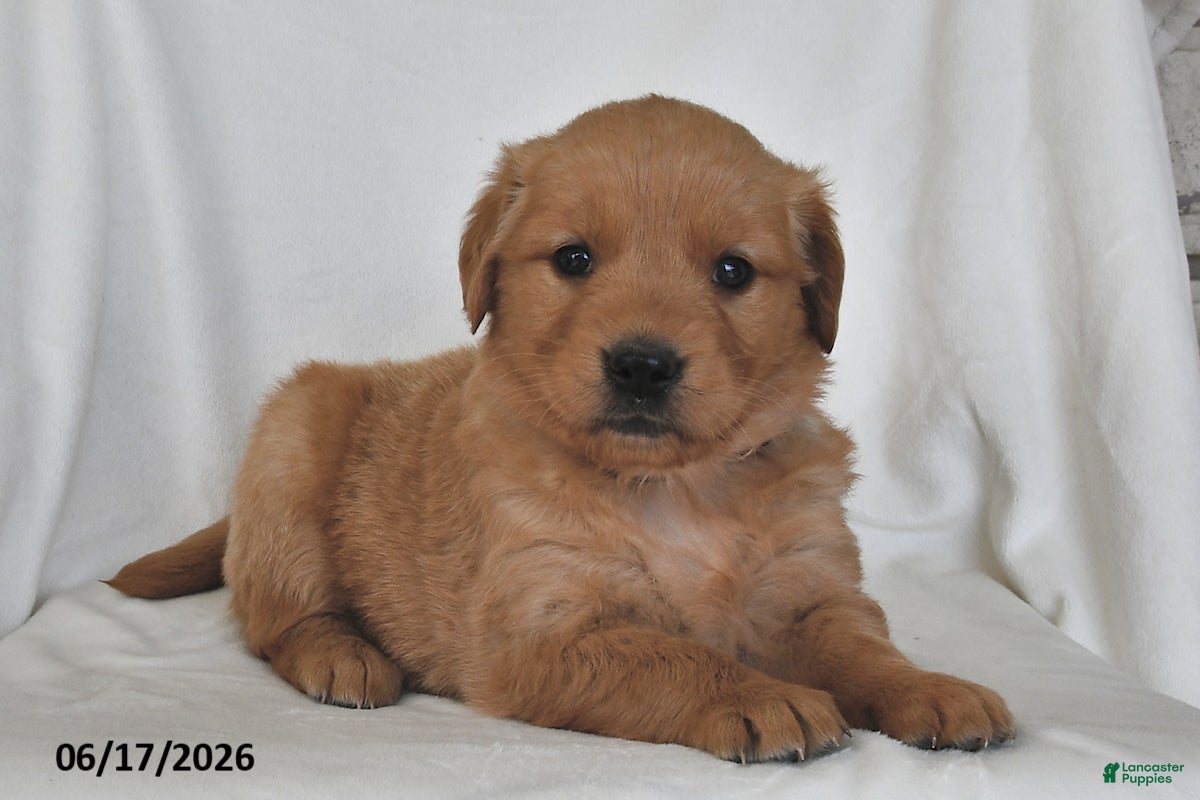 Golden Retriever dogs for sale: Dixie - Ad 4