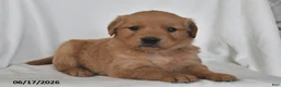 Golden Retriever dogs for sale: Dixie - Ad 1
