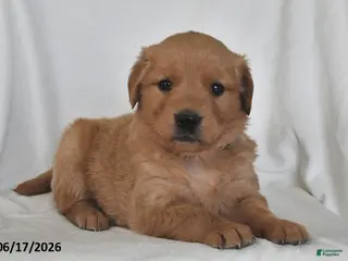 Golden Retriever dogs for sale: Dixie - Ad 4