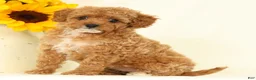 Cavapoo dogs for sale: Molly - Ad 3