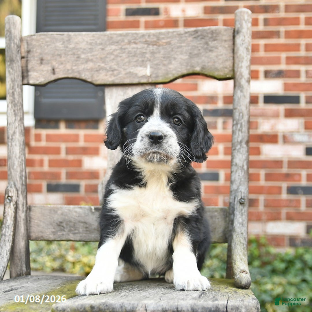 Mixed Breed dogs for sale: Honey   - Ad 2