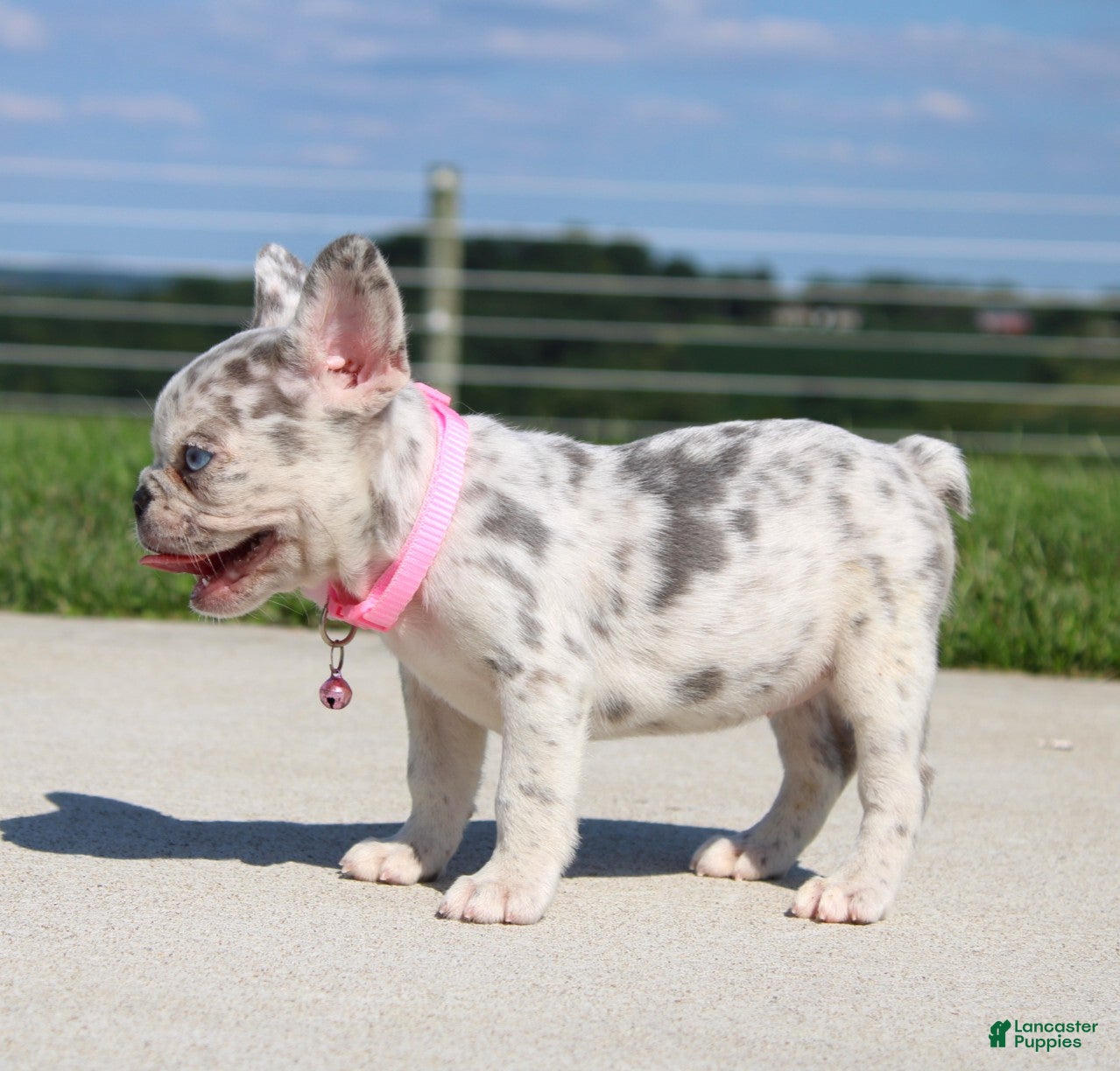 French Bulldog dogs Pearl - Ad 2