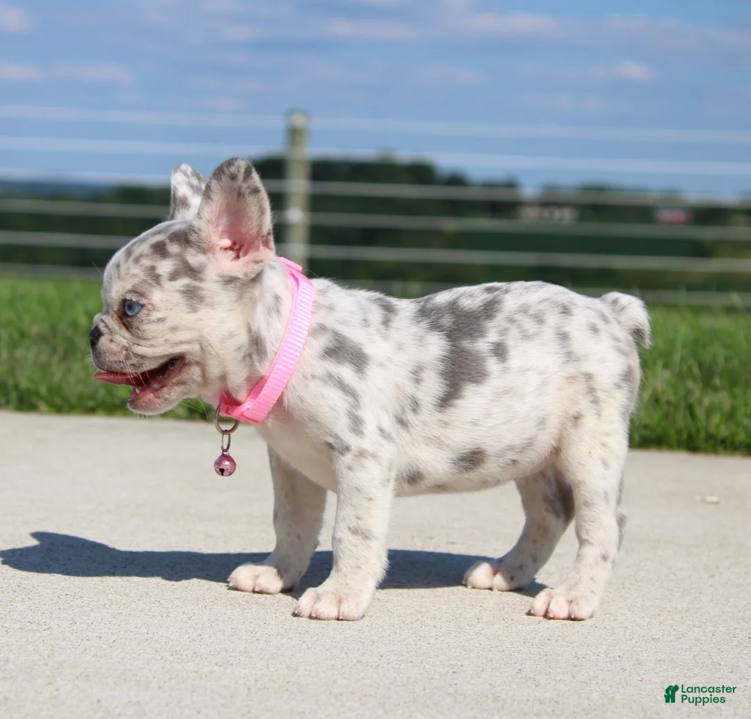 French Bulldog dogs for sale: Pearl - Ad 2