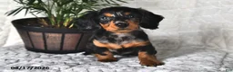 Miniature Dachshund dogs for sale: Little Jim - Ad 3
