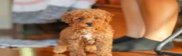 Miniature Poodle dogs for sale: Fiona - Ad 2