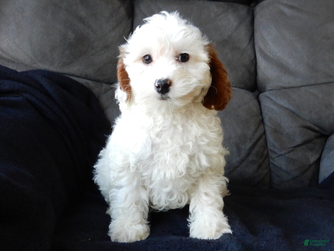 Cavapoo dogs for sale: Snowball - Ad 6