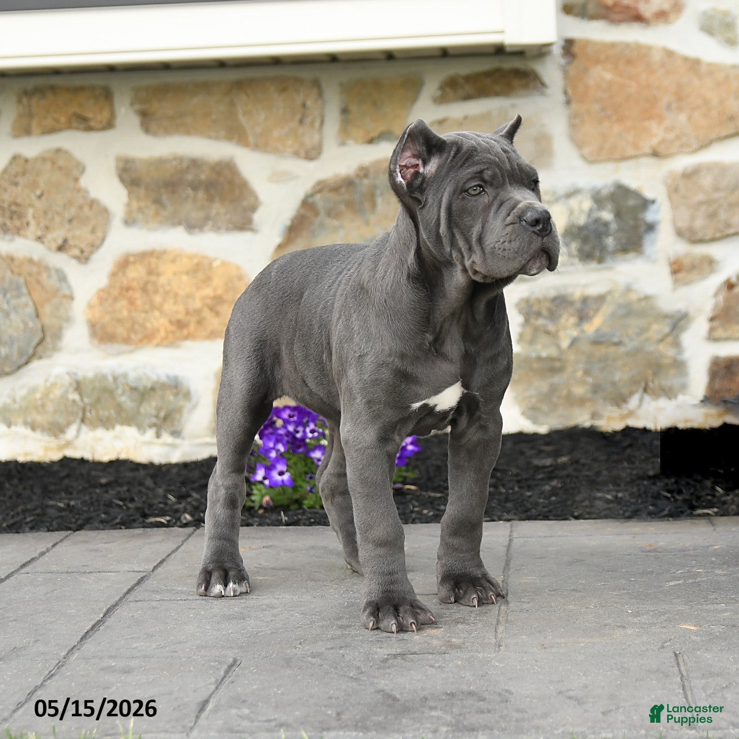 Cane Corso dogs Suki  - Ad 2