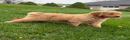 Golden Retriever dogs for sale: Neo - Ad 3