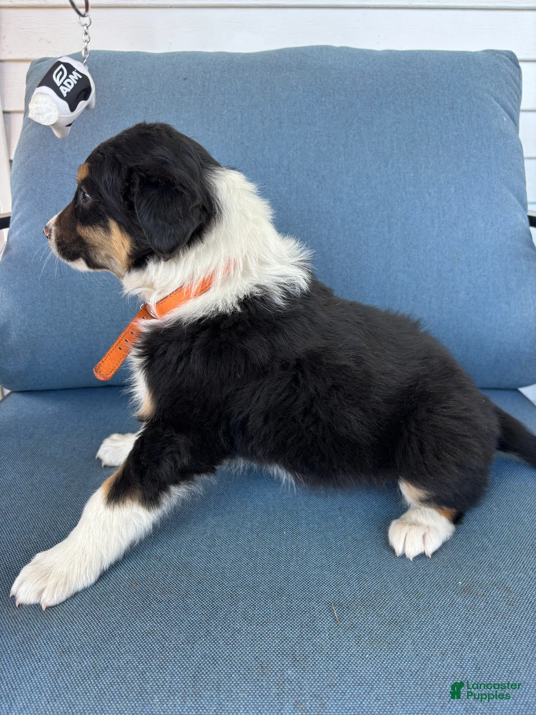 Mixed Breed dogs for sale: Sunny - Ad 2