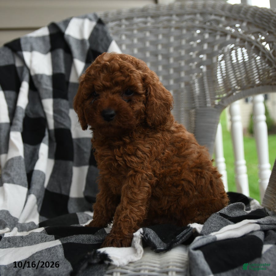 Miniature Poodle dogs Aarlynn - Ad 2