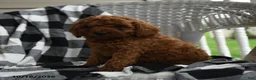 Miniature Poodle dogs for sale: Aarlynn - Ad 2