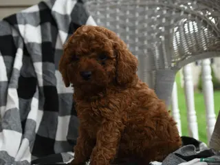 Miniature Poodle dogs Aarlynn - Ad 2