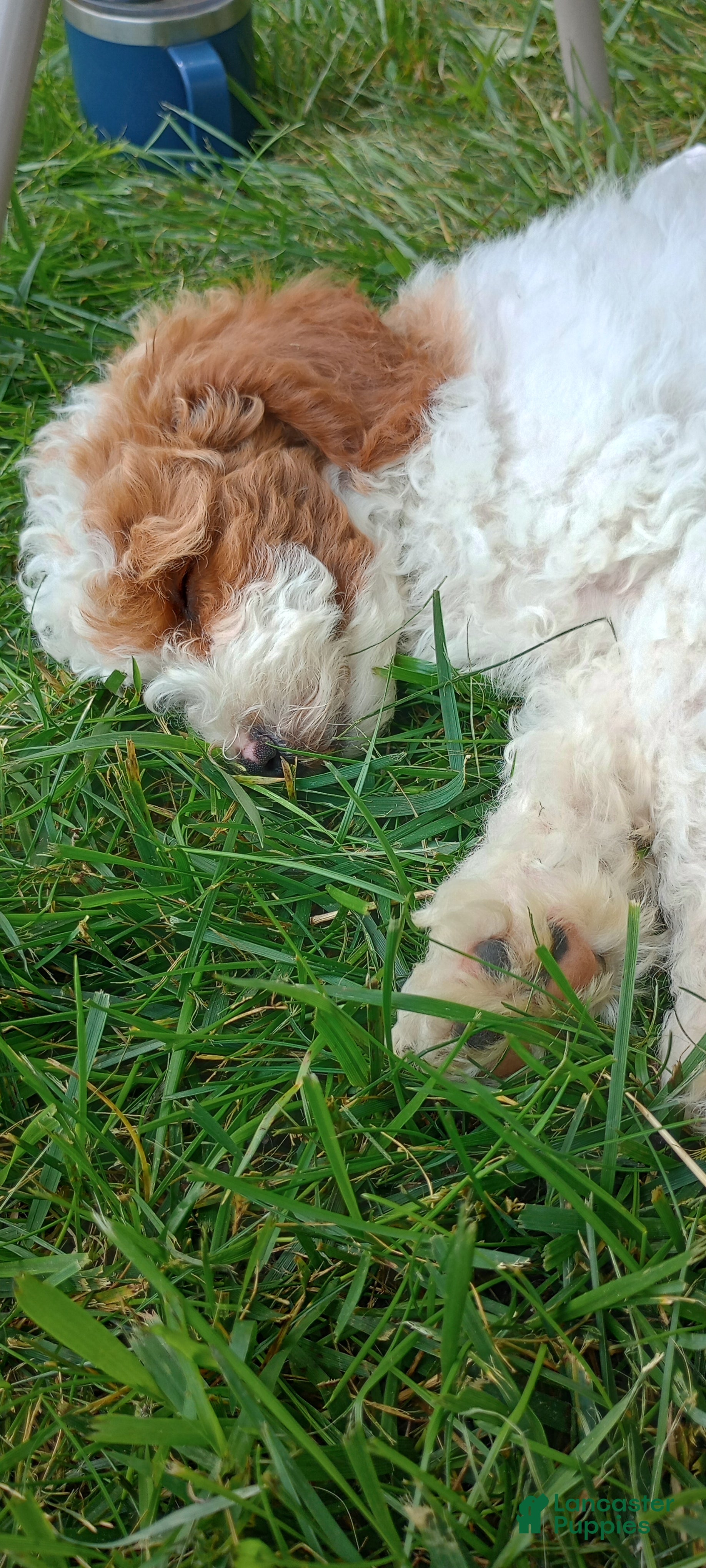 Mini Goldendoodle dogs Mr. Whistler - Ad 15