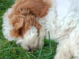 Mini Goldendoodle dogs Mr. Whistler - Ad 15