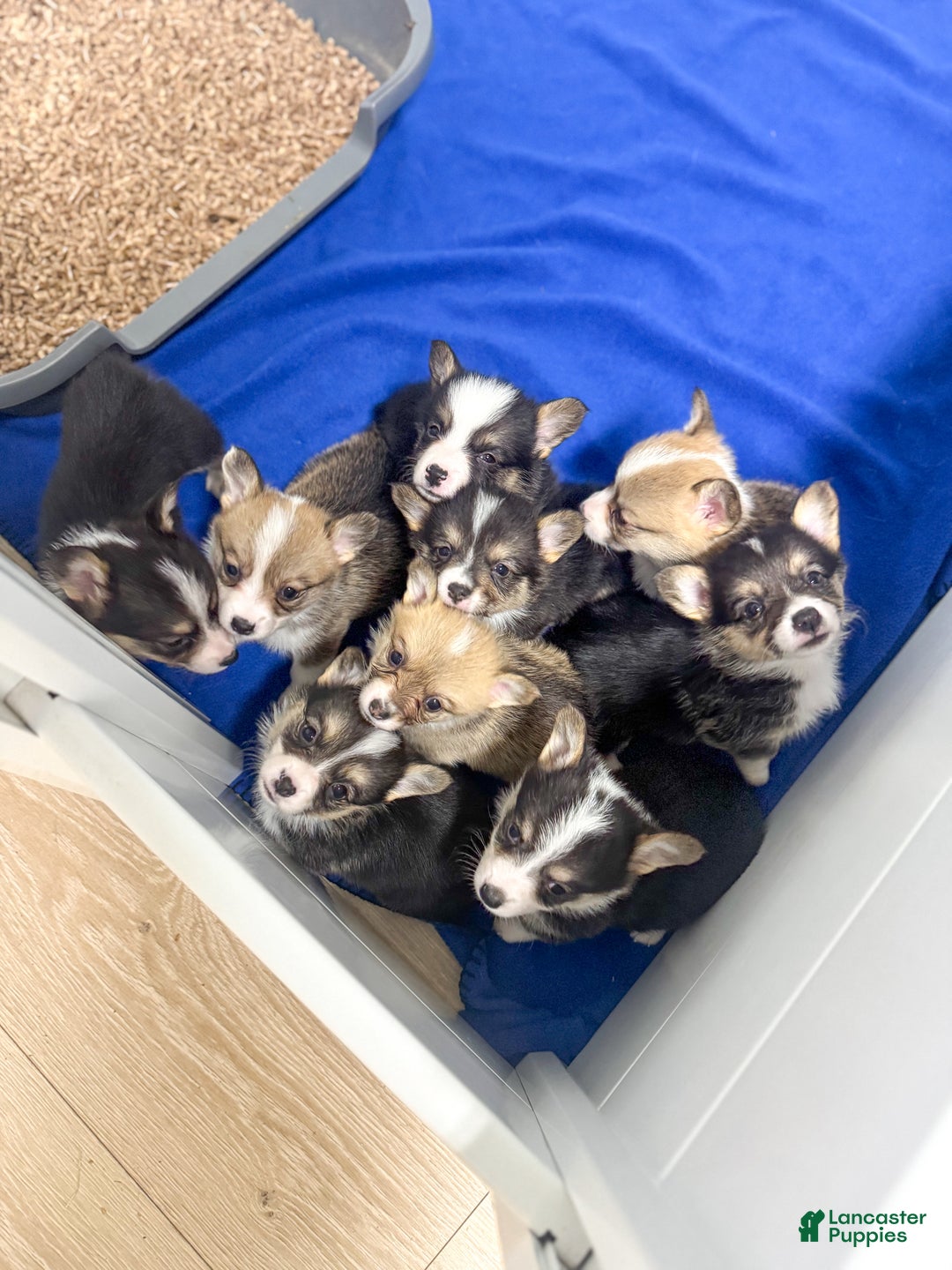 Gallery Image {{count}}