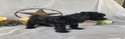 Miniature Poodle dogs for sale: Dax - Ad 8