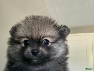 Pomeranian dogs for sale: Pomeranian Puppy 4 - Ad 4