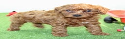 Miniature Poodle dogs for sale: Champ - Ad 10