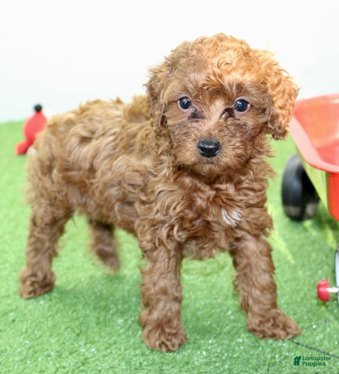 Miniature Poodle dogs for sale: Champ - Ad 10