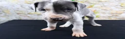 Great Dane dogs for sale: Cujo - Ad 7