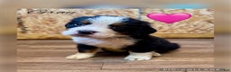 Bernese Mountain Dog dogs for sale: Lulu - Ad 1