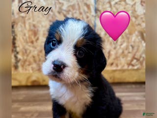 Bernese Mountain Dog dogs Lulu - Ad 30