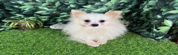 Pomeranian dogs for sale: Pomeranian Puppy 4 - Ad 5