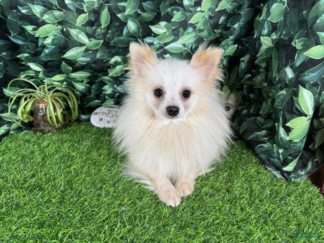 Pomeranian dogs for sale: Pomeranian Puppy 4 - Ad 5