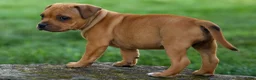 Staffordshire Bull Terrier dogs for sale: Marley 🌸🐾 - Ad 19