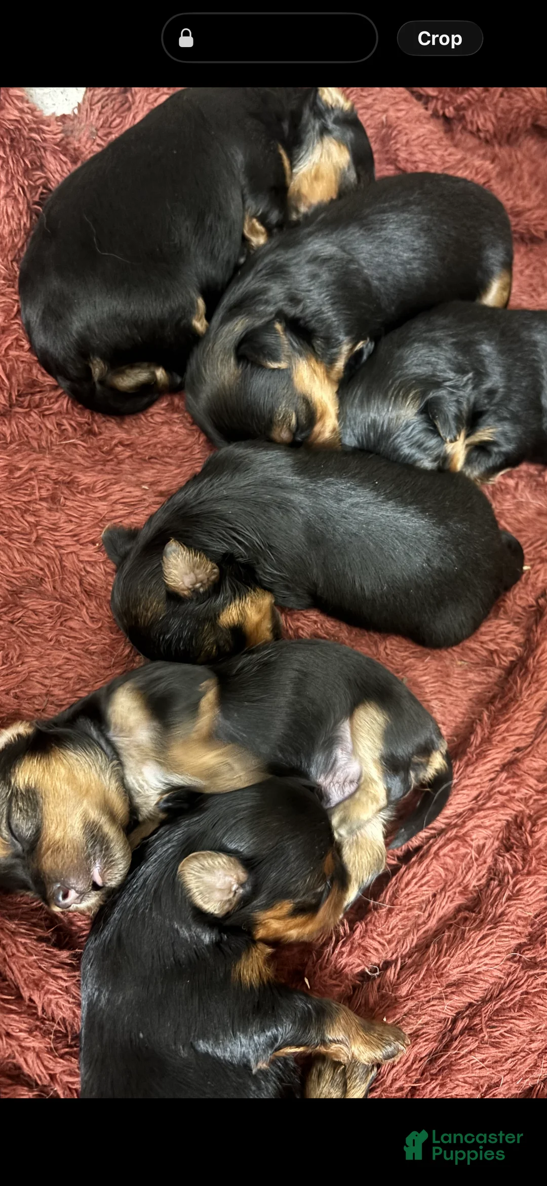 Yorkshire Terrier dogs for sale: Yorkshire Terrier 5 - Ad 1