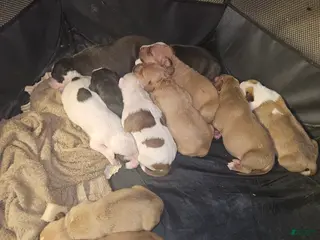 American Pit Bull Terrier dogs American Pit Bull Terrier 9 - Ad 21