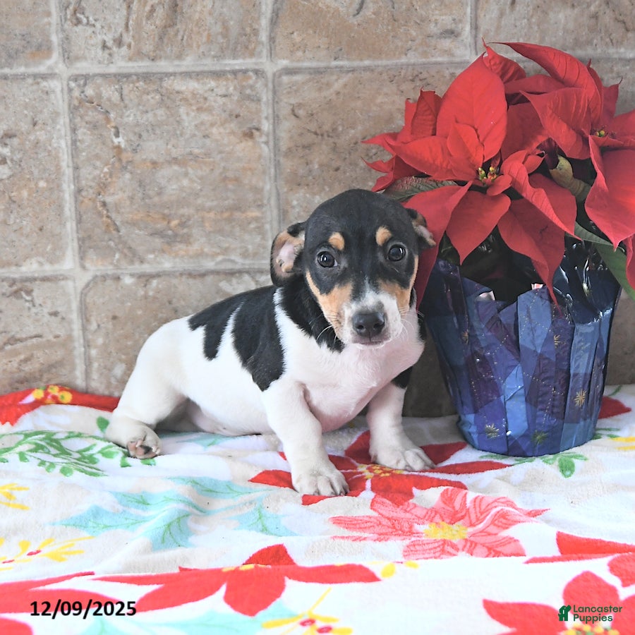 Jack Russell Terrier dogs Ace - Ad 17