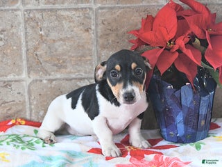 Jack Russell Terrier dogs Ace - Ad 4