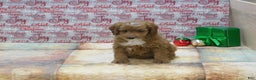 Goldendoodle dogs for sale: Mini Riley - Ad 3