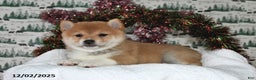Shiba Inu dogs for sale: Megan - Ad 2