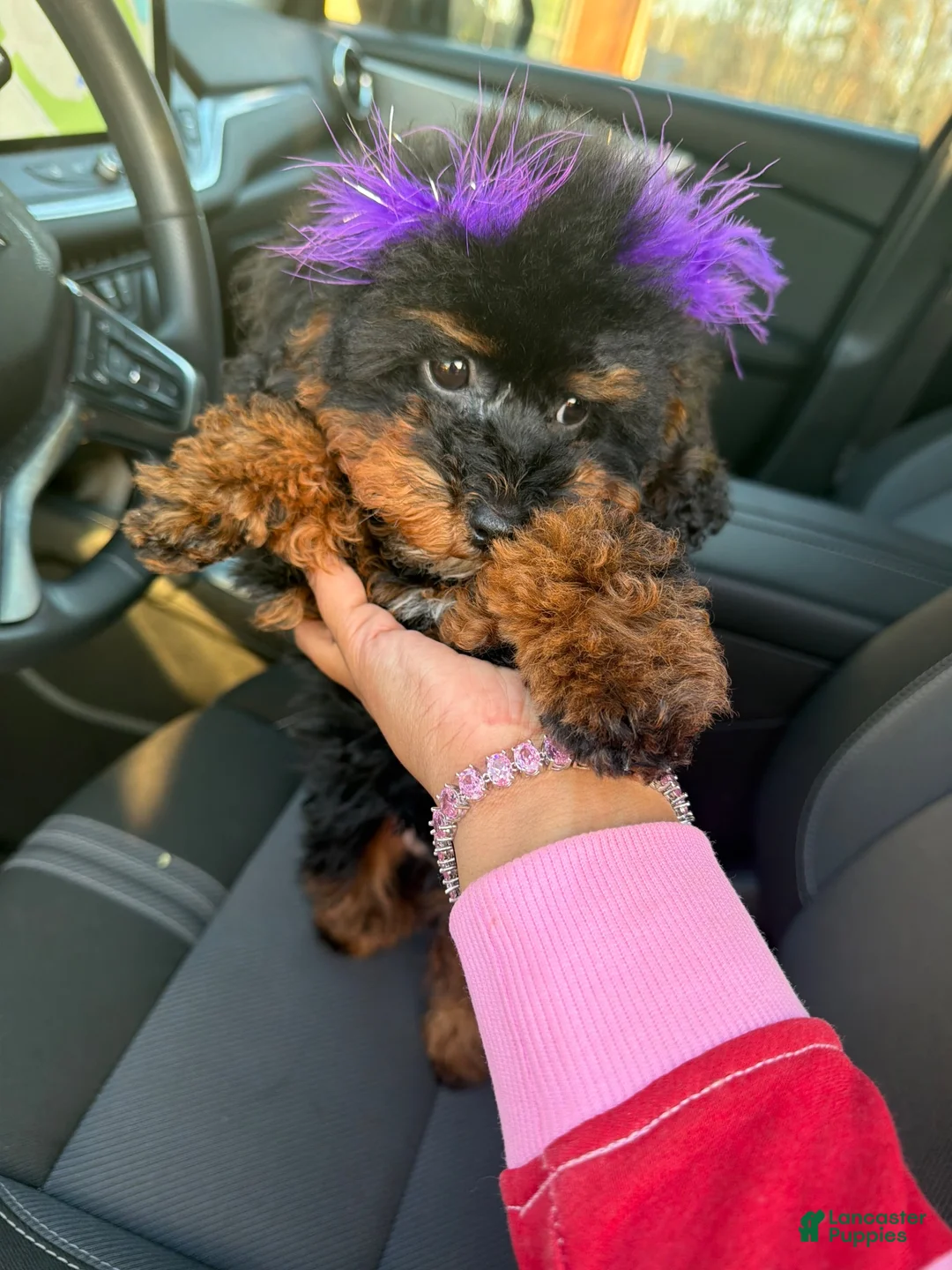 Toy Poodle dogs for sale: Toy Poodle 1 - Ad 1