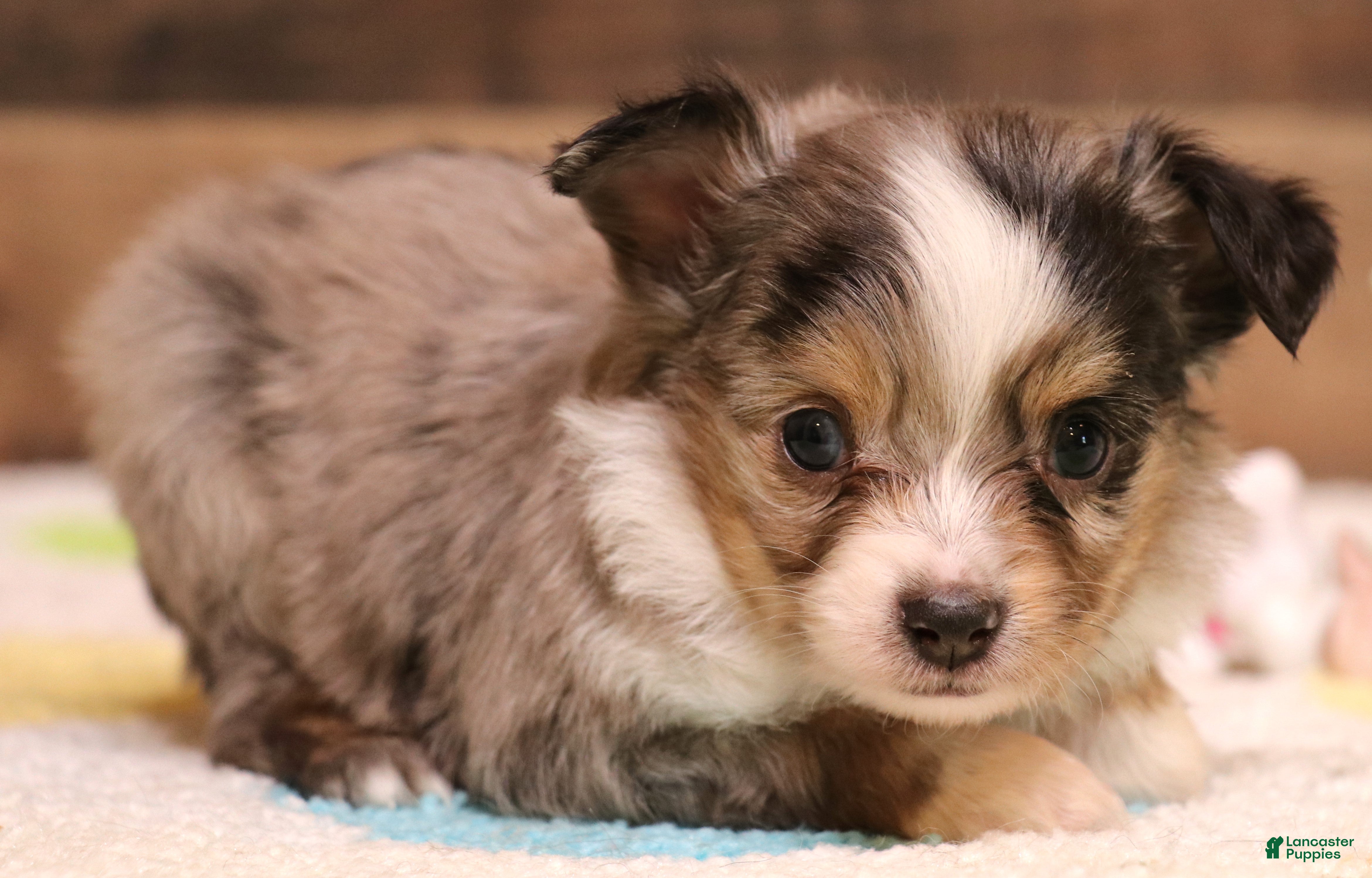 Toy Australian Shepherd dogs Fairy blue merle Toy Aussie f - Ad 9