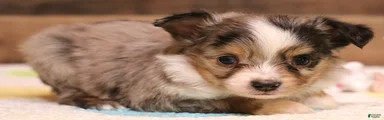 Fairy blue merle Toy Aussie f