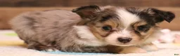 Toy Australian Shepherd dogs for sale: Fairy blue merle Toy Aussie f - Ad 1