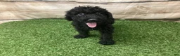 Kerry Blue Terrier dogs for sale: Teddy - Ad 6