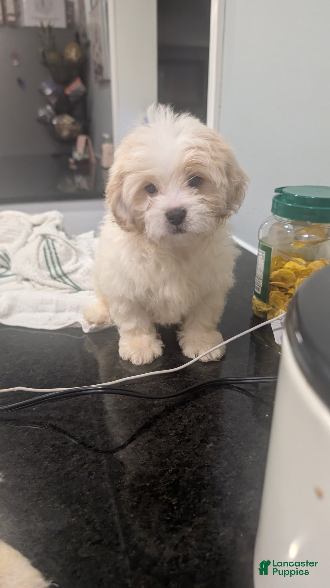 Pomapoo dogs for sale: Pomapoo Puppy 2 - Ad 5