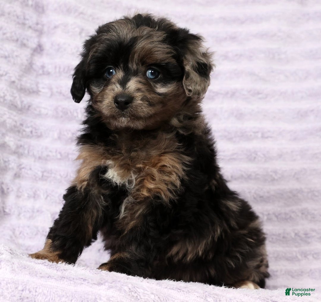 Mini Aussiedoodle dogs for sale: Missy - Ad 3