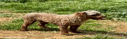 Miniature Poodle dogs for sale: Dusty - Ad 5