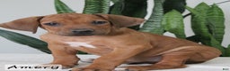 Rhodesian Ridgeback dogs for sale: Amery - Ad 1