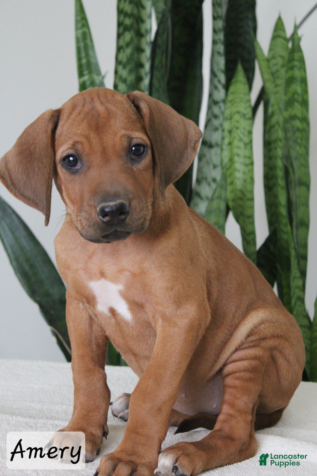 Rhodesian Ridgeback dogs for sale: Amery - Ad 1