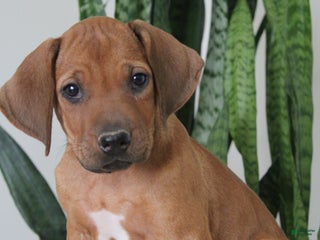 Rhodesian Ridgeback dogs Amery - Ad 2